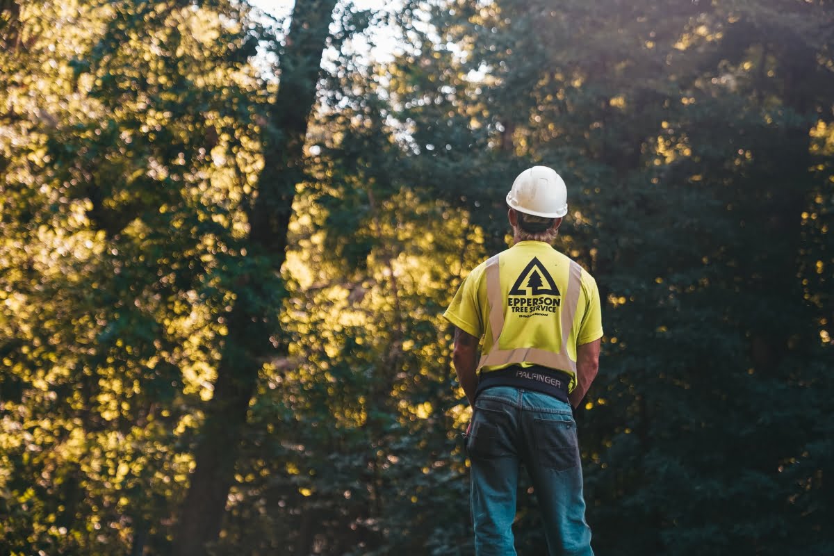 A man in a hard hat standing among trees in the woods, representing effective tree service marketing.